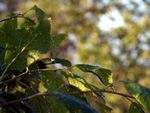 Капли на листьях