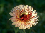 Кремовый цветок календулы