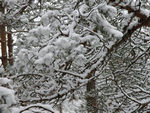 Сосны в снегу