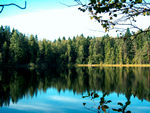Лес у кромки озера