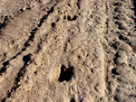 Следы лося на песке